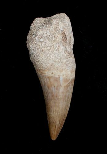 Beautiful Dyrosaurus Tooth - Inches #4049